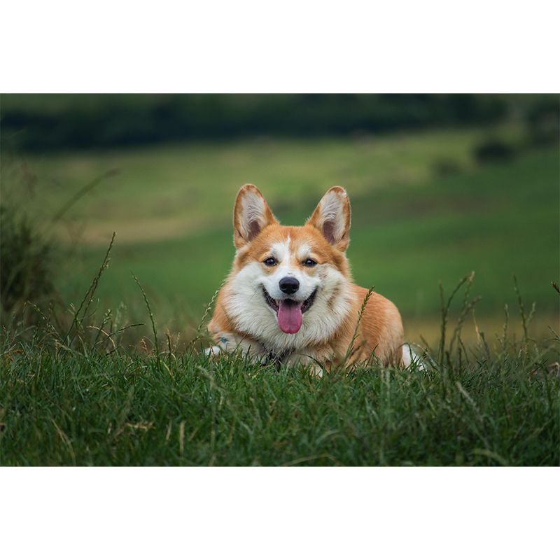 Lovely Corgi Mural Wall Decor Living Room Wall Covering for Decoration