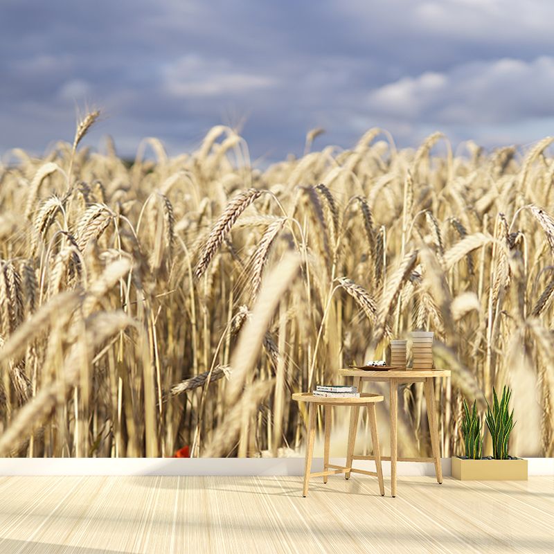 Wheat Field Photography Wall Mural Wallpaper Sitting Room Wall Mural