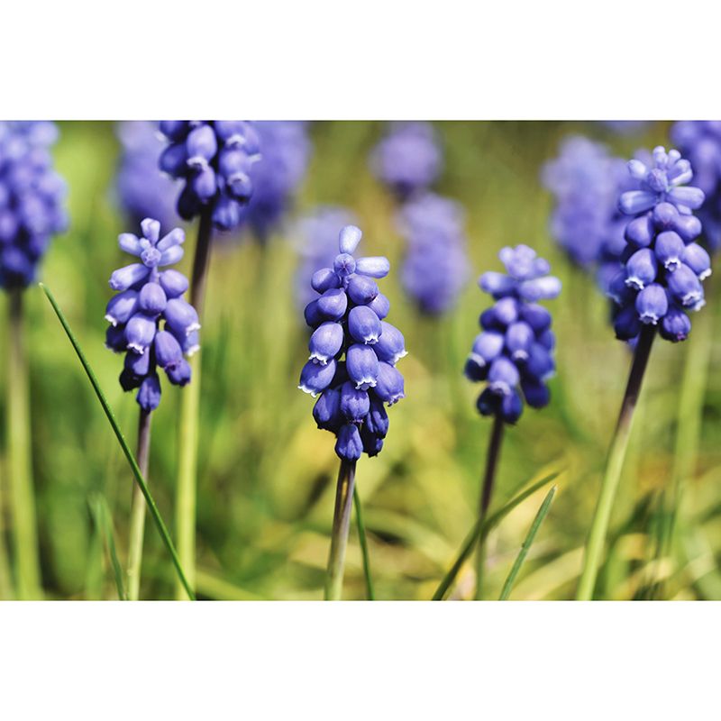 Customized Hyacinth Mural Wall Covering Decorative Mildew Resistant for Living Room