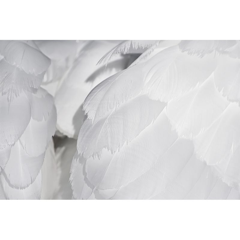 Photography Stain Resistant Mural Wallpaper Feather Sleeping Room Wall Mural