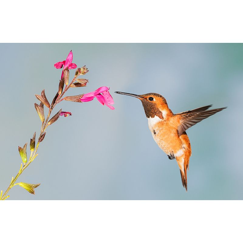 Photography Environment Friendly Mural Wallpaper Birds Bedroom Wall Mural