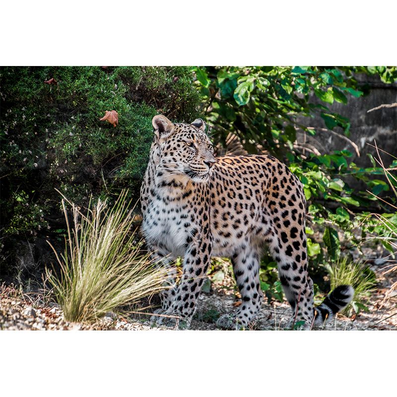 Customized Leopard Wall Mural Contemporary Photography for Bedroom Living Room