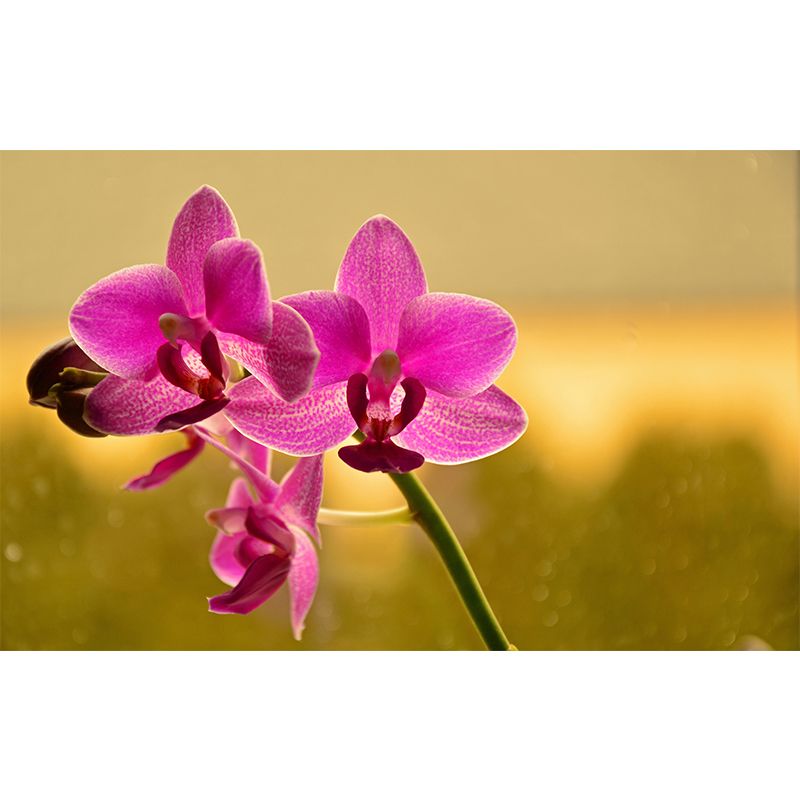 Phalaenopsis Mural Moisture Resistant Wallpaper Wall Decor for House Interior