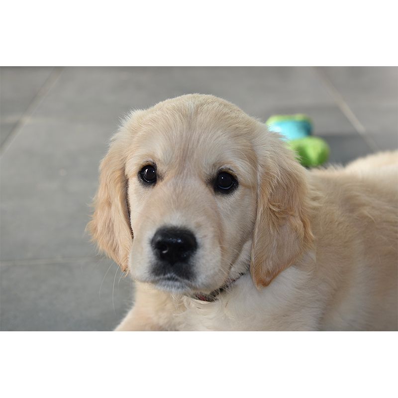 Lovely Dog Wall Mural Removable Wall Covering for Sleeping Room,Water Resistant