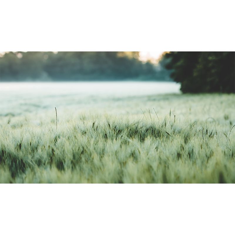 Relaxing Barley View Mural Wallpaper Pastel Color Modern Wall Covering for Drawing Room