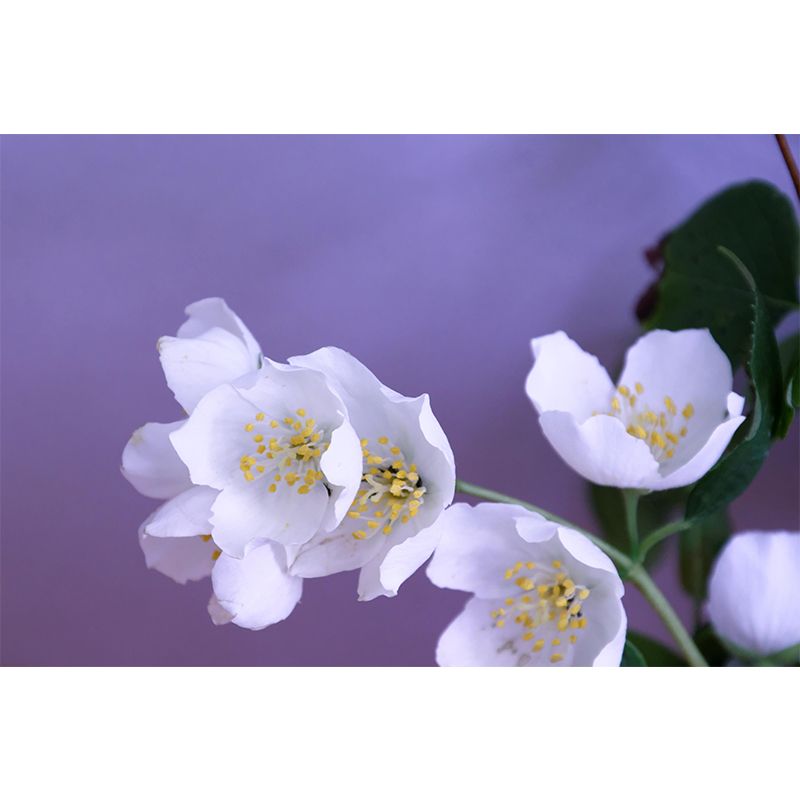 Modern Jasmin Mural Wall Decor Mildew Resistant Living Room Wall Mural Wall Art