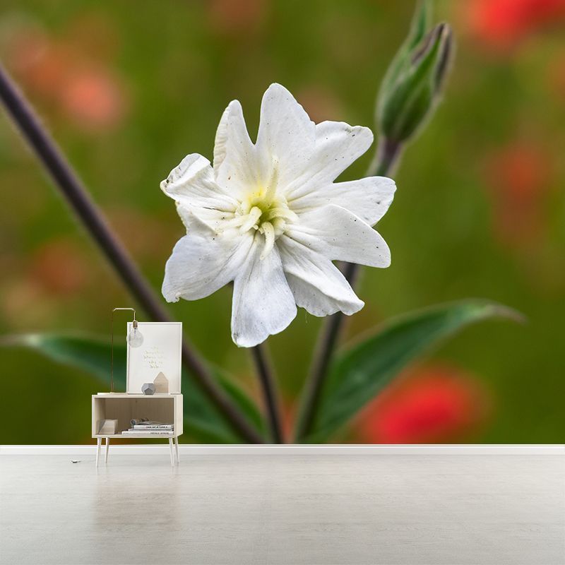 Carnation Blooming Mural Contemporary Photography for Living Room Decoration