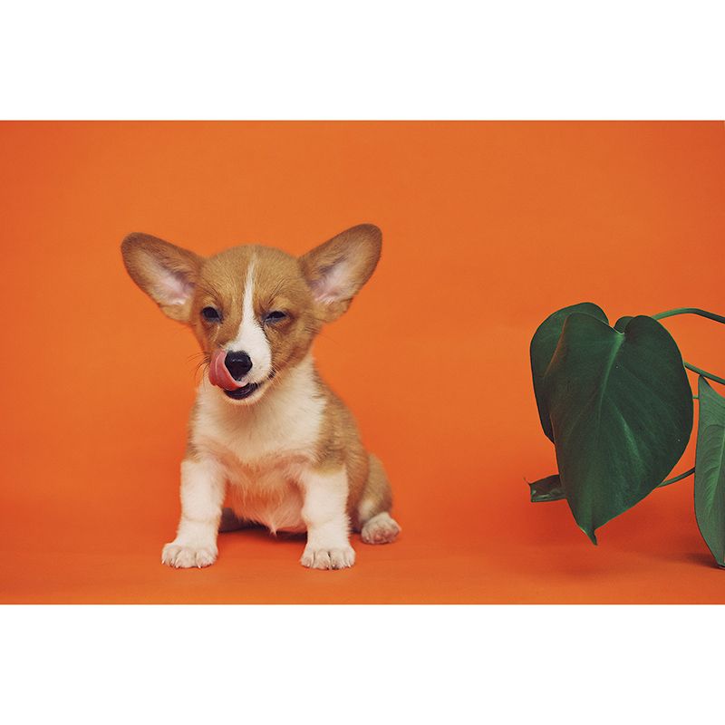 Photography Wall Mural Wallpaper Lovely Dogs Sitting Room Wall Mural