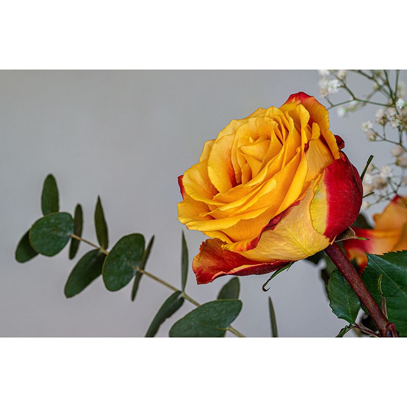 Rose Mural Wallpaper Flower Wall Decor for Girls Bedroom, Made to Measure