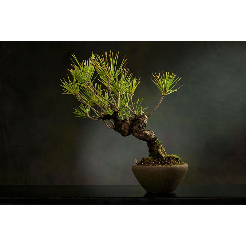 Green Potted Plants Removable Wall Paper Murals Home Decor for Living Room Office