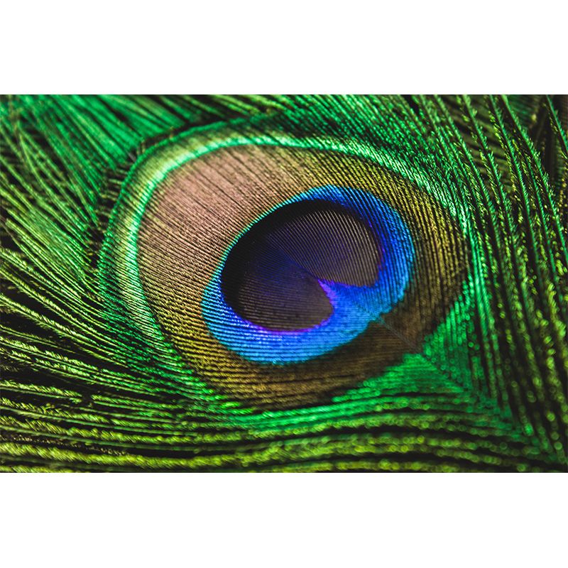 Peacock Feather Wall Mural Home Decor Mildew Resistant for Sitting Room