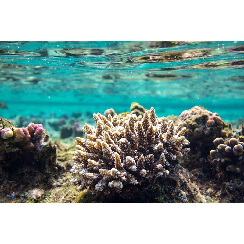 Bright Tropix Wall Paper Mural Large World Beneath the Ocean Surface Wall Decor for Room