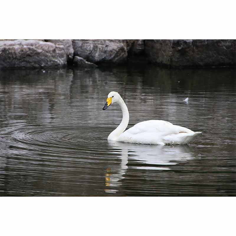 Customized Swan Wall Mural Environment Friendly Wallpaper for Guest Room Decoration