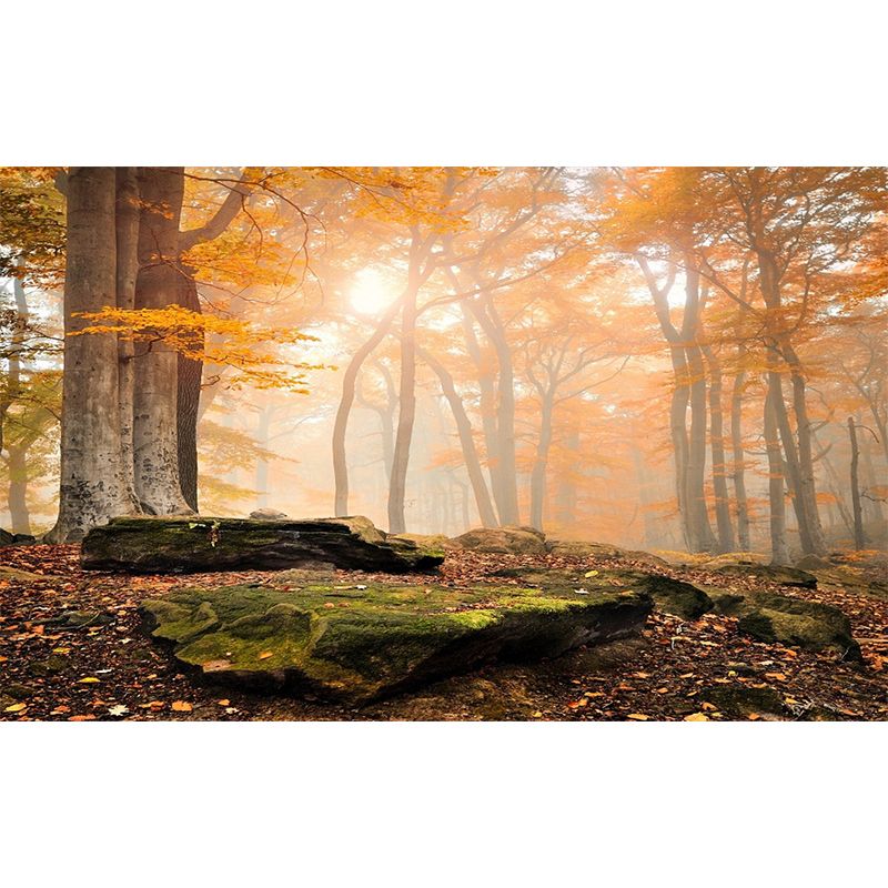 Modern Style Fall Scenery Mural Orange Morning Sunshine Shines Through Forest Wall Art