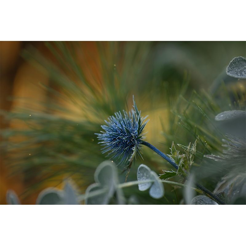 Customized Thistle Flower Mural Wallpaper Waterproofing Wall Decor for Meeting Room