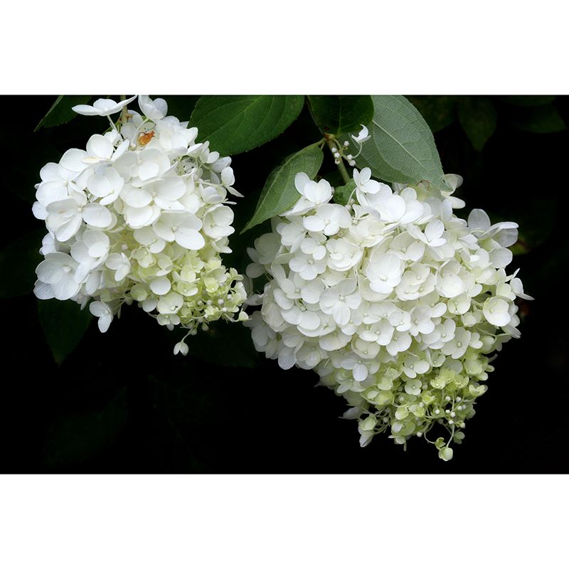 Modern Hydrangea Mural Wallpaper Stain Resistant Wall Covering for Living Room