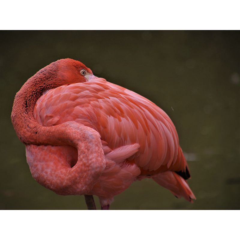 Flamingo Tropica Home Decor Modern Sitting Room Bedroom Wall Decoration Wallpaper