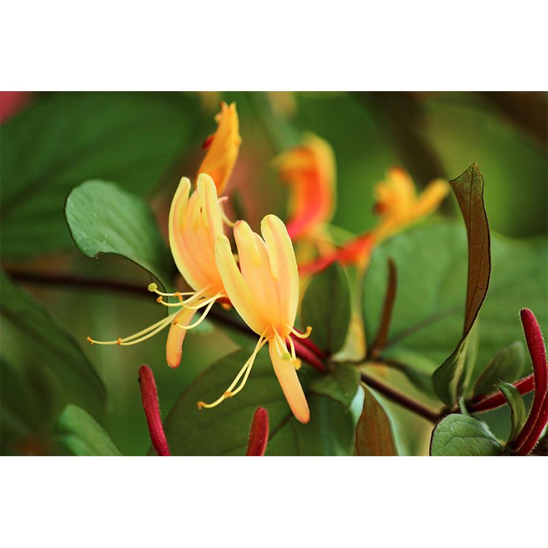 Minimalism Style Honeysuckle Wall Mural Decorative Photography for Living Room