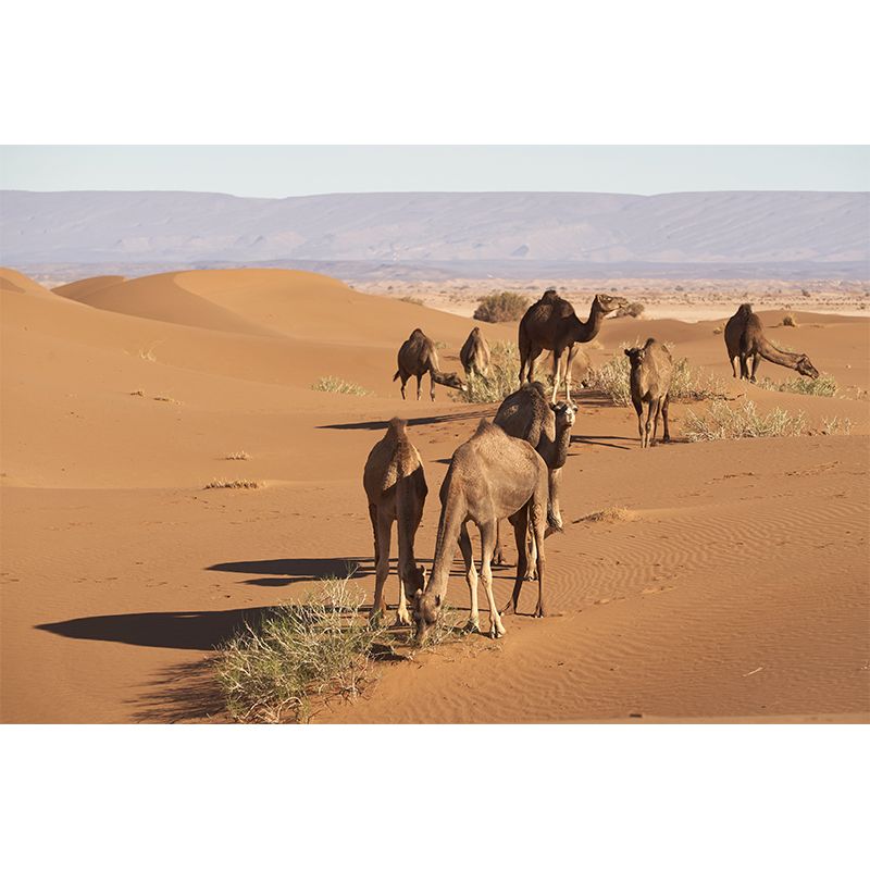 Camel Animal Murals Decal Washable Stain Resistant, Bedroom Wall Decoration