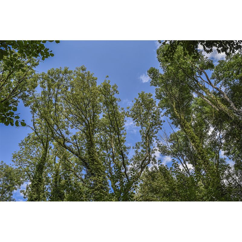 Sky Scene Style Forest Wall Mural Wallpaper Photography Mildew Resistant for Living Room