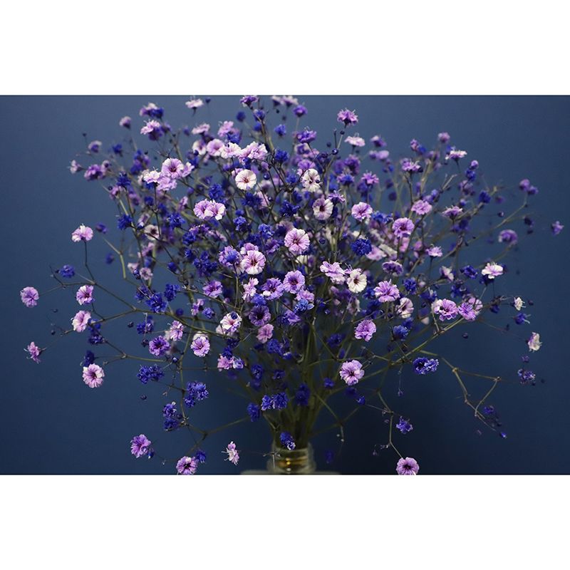 Gypsophila Mural Wall Covering for Living Room Decorative Mildew Resistant Wallpaper