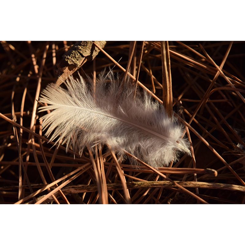 Room Wall Mural Wallpaper Modern Bird Feather Mildew Resistant Wall Decor