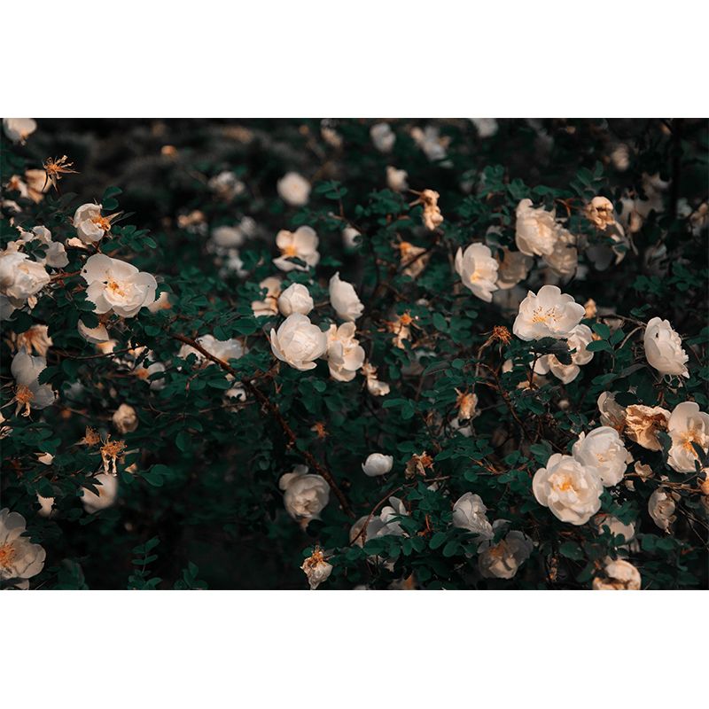 Elegant Blooming Flower Contemporary Mural Wallpaper for Girl's Bedroom