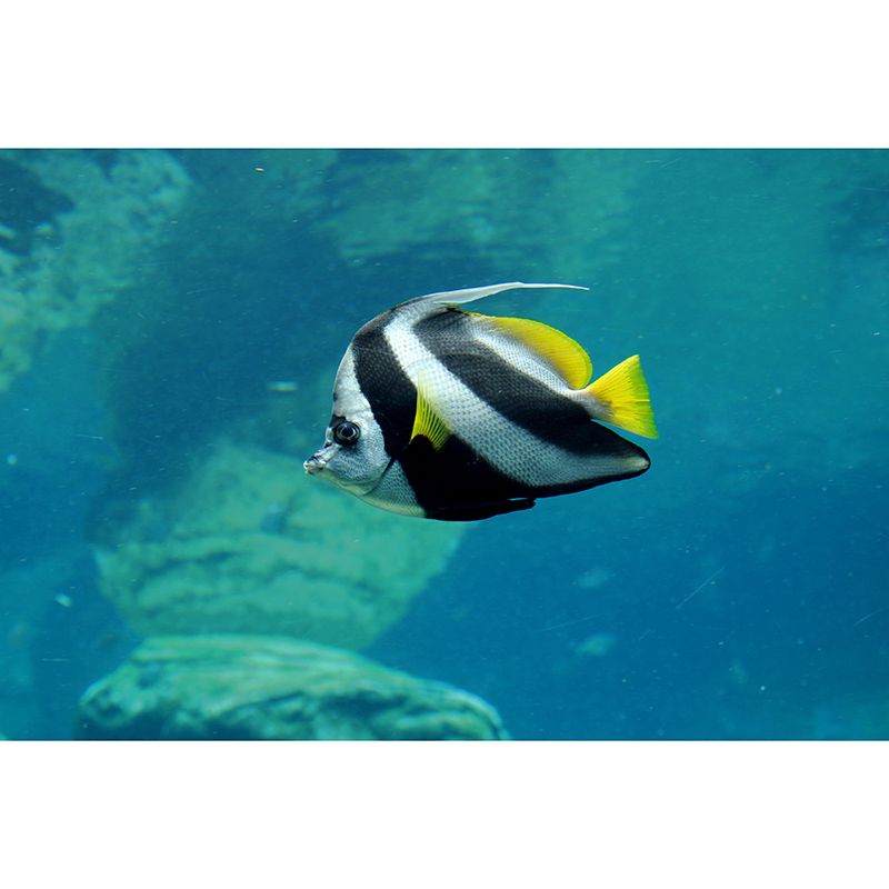 Mildew Resistant Photography Seabed Mural Eco-friendly Bathroom Wall Art