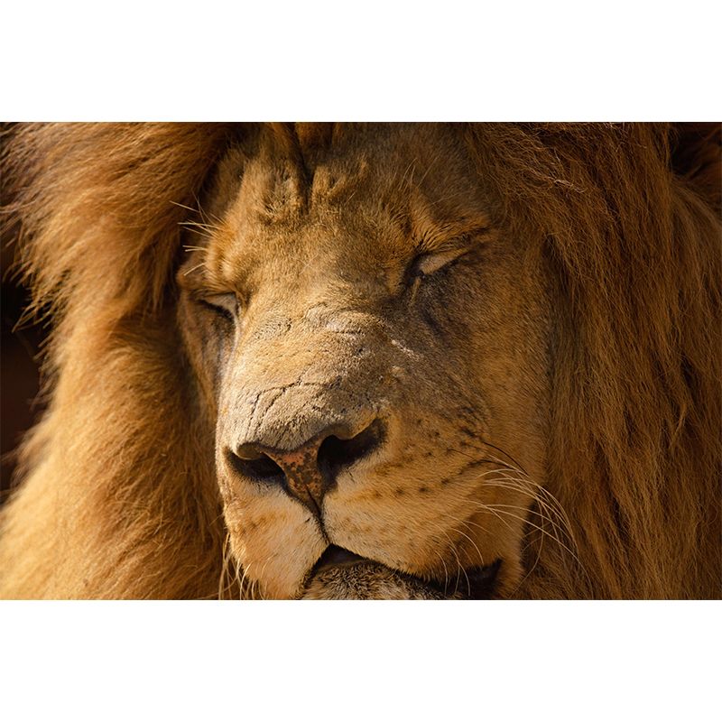 Modern Lion Face Portrait Mural Wall Decor Mildew Resistant Living Room Wall Mural for Wall Decor