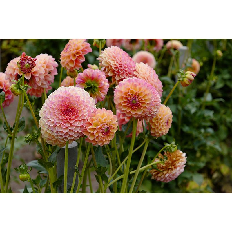 Bright Dahlia Mural Wallpaper Minimalist Wall Art, Customized Size Available