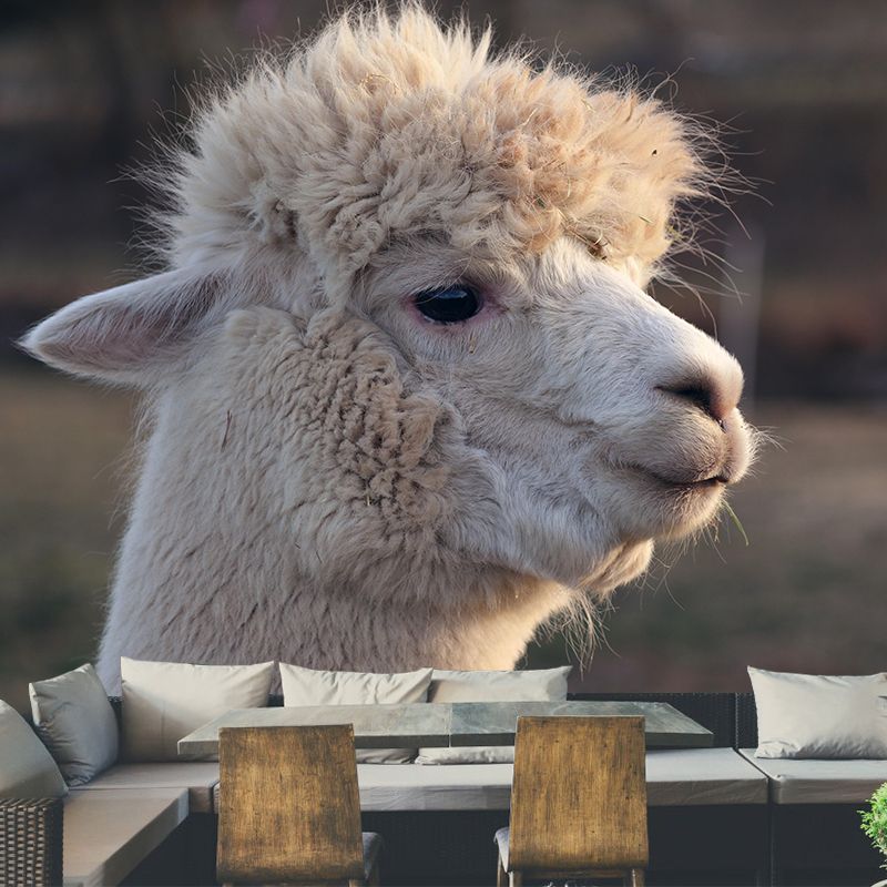 Alpaca Portrait Mural Wallpaper Contemporary Style Wall Covering for Living Room