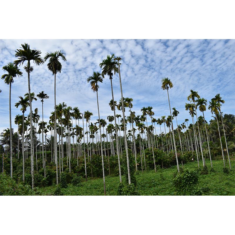 Tropical Tree Landscape Wall Murals Moisture Resistant Wall Decor for Sleeping Room