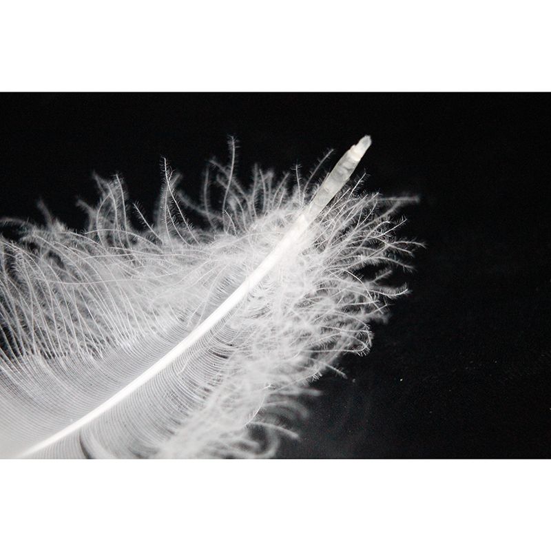 Vintage Wall Mural Feather Patterned Sitting Room Wall Mural