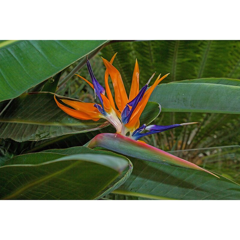 Bird of Paradise Flower Mural Wall Covering Decorative Mildew Resistant for Living Room
