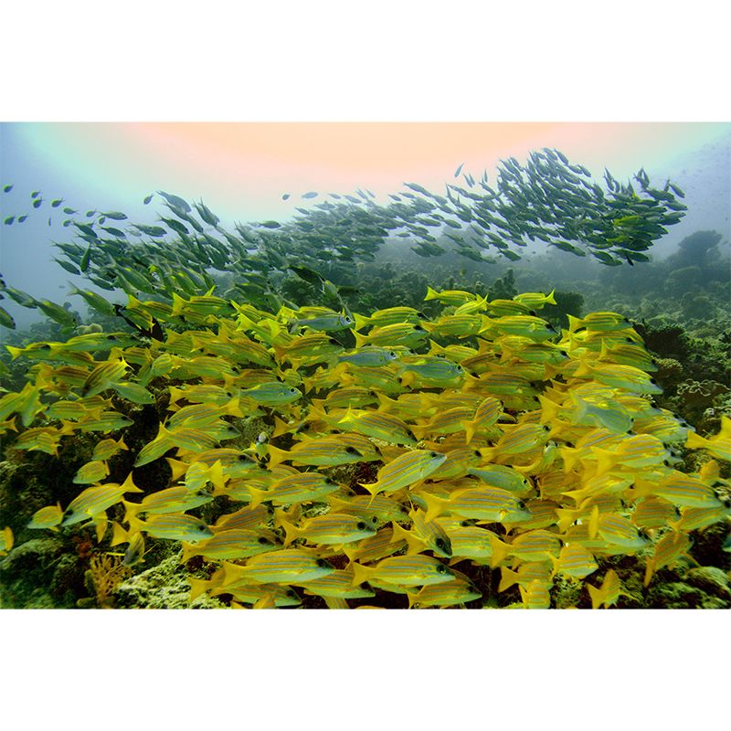 Tropical Beach Style Seabed Mural Mildew Resistant Wallpaper for Sleeping Room