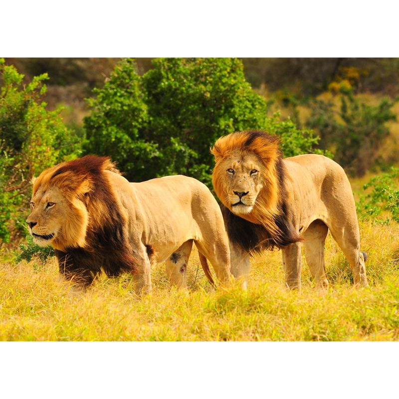 Yellow Lion Mural Wallpaper Moisture Resistant Modern Bedroom Wall Decor, Custom Size