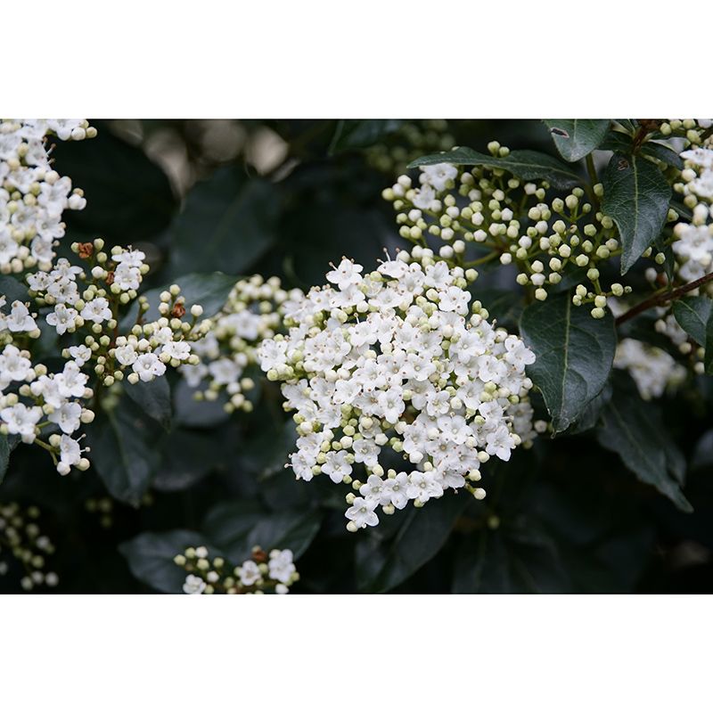 Viburnum Flower Wall Decor Mural Moisture Resistant Living Room Wall Covering