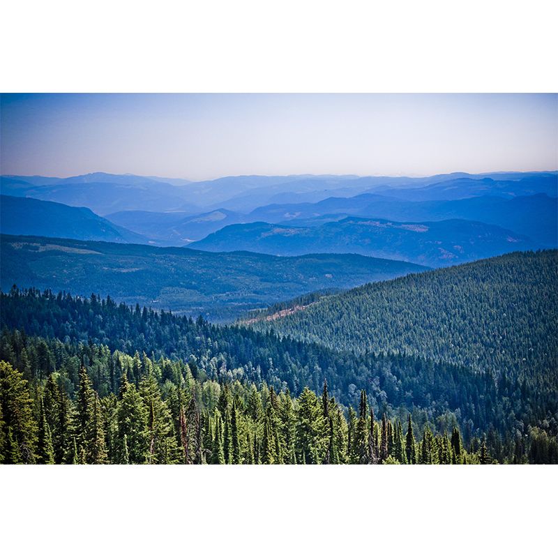 Horizontal Photography Forest Landscapes Mural Eco-friendly Wallpaper for Wall Decor