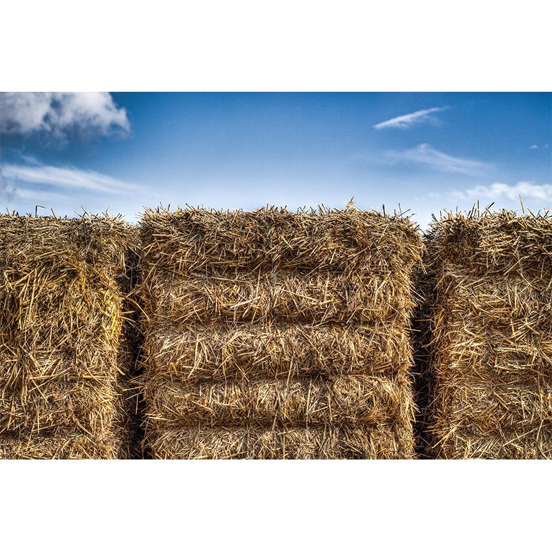 Straw Bales Mural Wall Covering Moisture Resistant for Bedroom Wall Decor