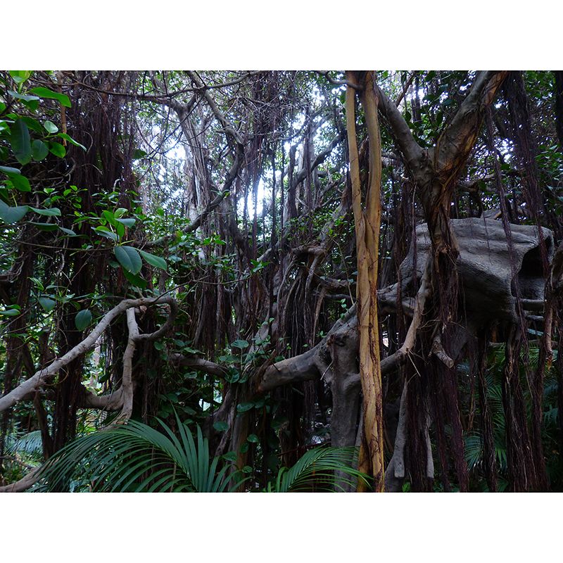 Popular Wall Mural Tropical Forest Print Living Room Wall Mural