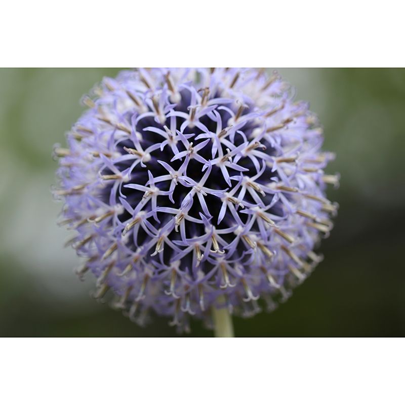 Globe Thistle Full Size Wall Covering for Living Room Plant Mural, Moisture-Resistant