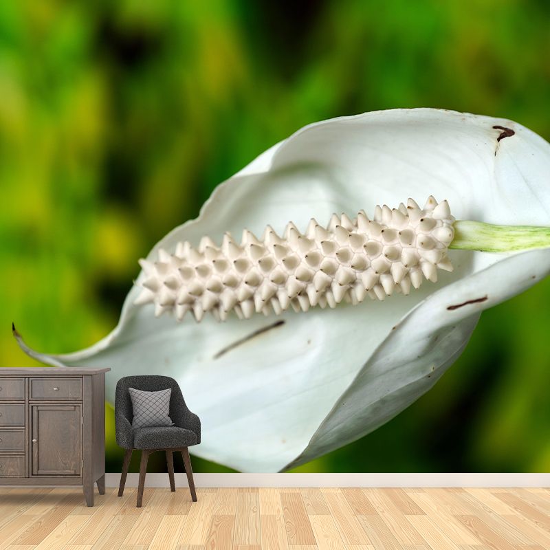 Blooming Anthurium Mural Wallpaper Environmental Contemporary for Bedroom