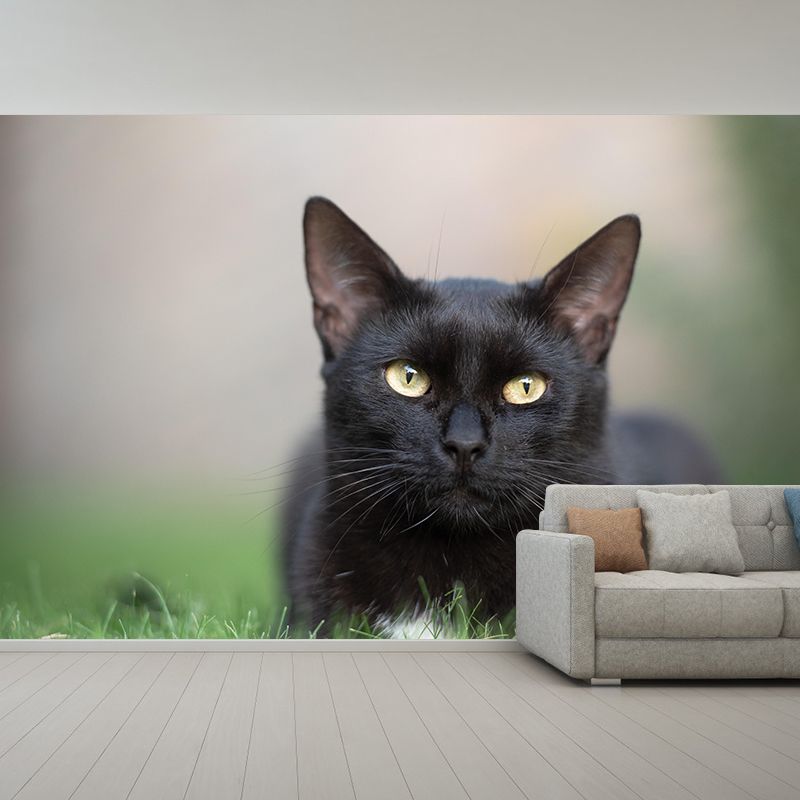 Customized Cat Wall Mural Wallpaper Horizontal Photography for Sitting Room