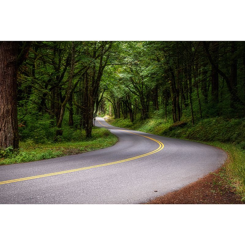 Environmental Photography Mural Wallpaper Outdoor Path Indoor Wall Mural