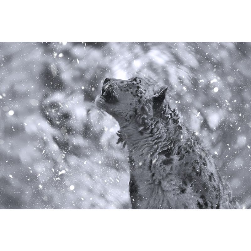 Customized Snow-Leopard Mural Stain Resistant Soft Color Wall Art for Bedroom