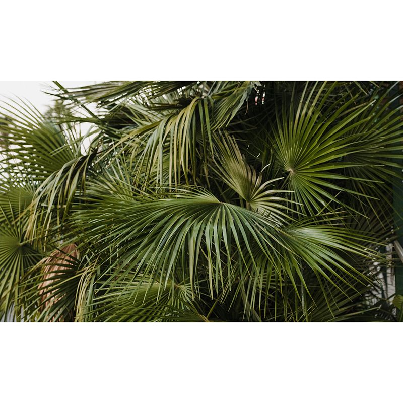 Green Plants Wall Covering for Home Decor Bedroom Customized Mural Wallpaper