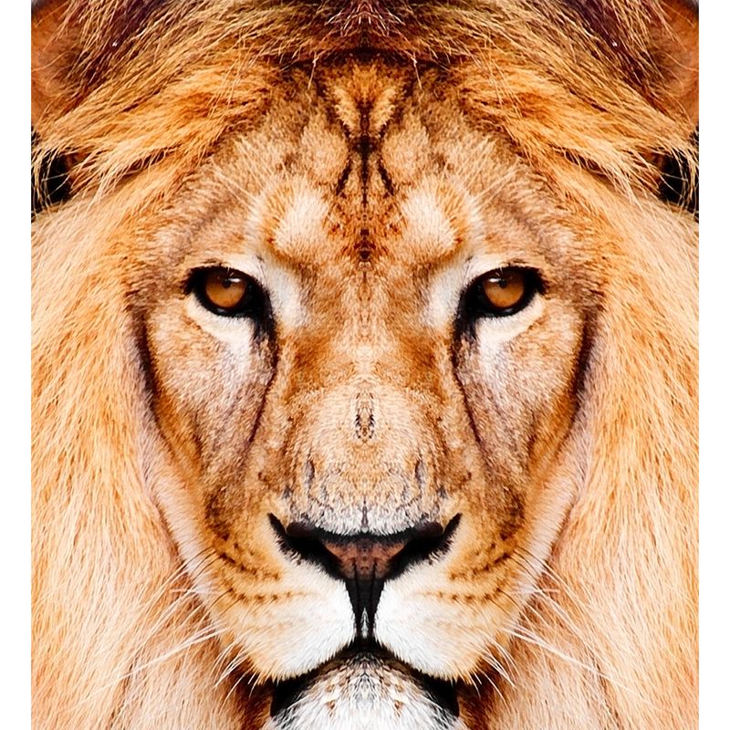 Close-Up of Lion Face Mural Decal Brown Modernist Wall Decoration for Boys Bedroom