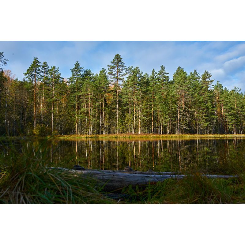 Mildew Resistant Forest Mural Contemporary Sitting Room Wall Mural