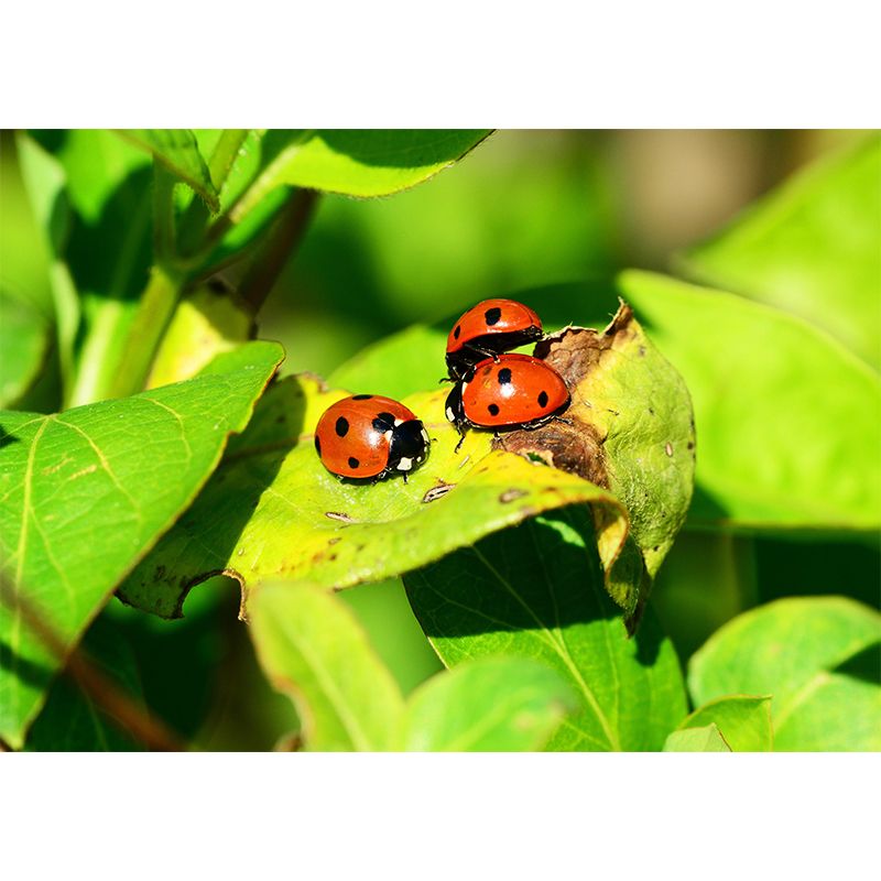 Little Ladybug Mural Wallpaper Moisture Resistant for Living Room Bedroom