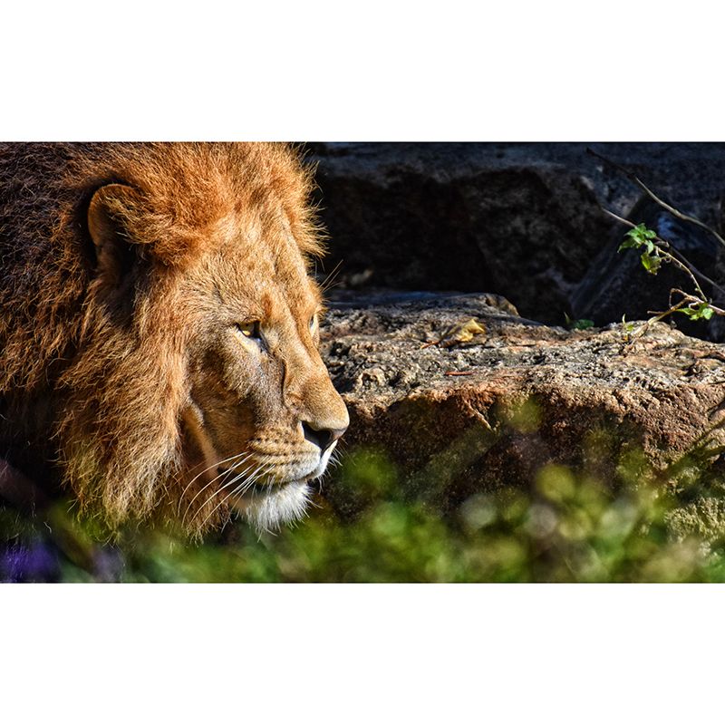 Handsome Lion Mural Wallpaper Stain Resistant Wall Covering for Living Room